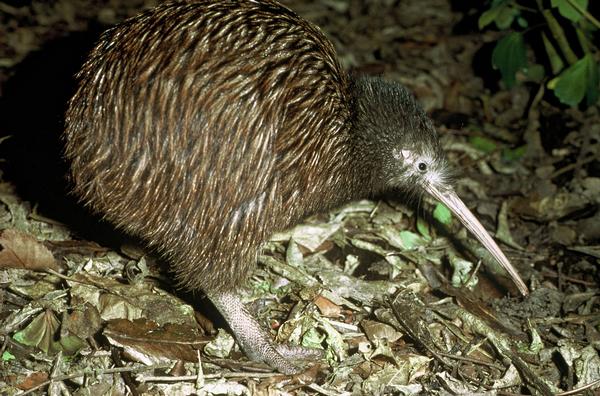 North Island brown kiwi.